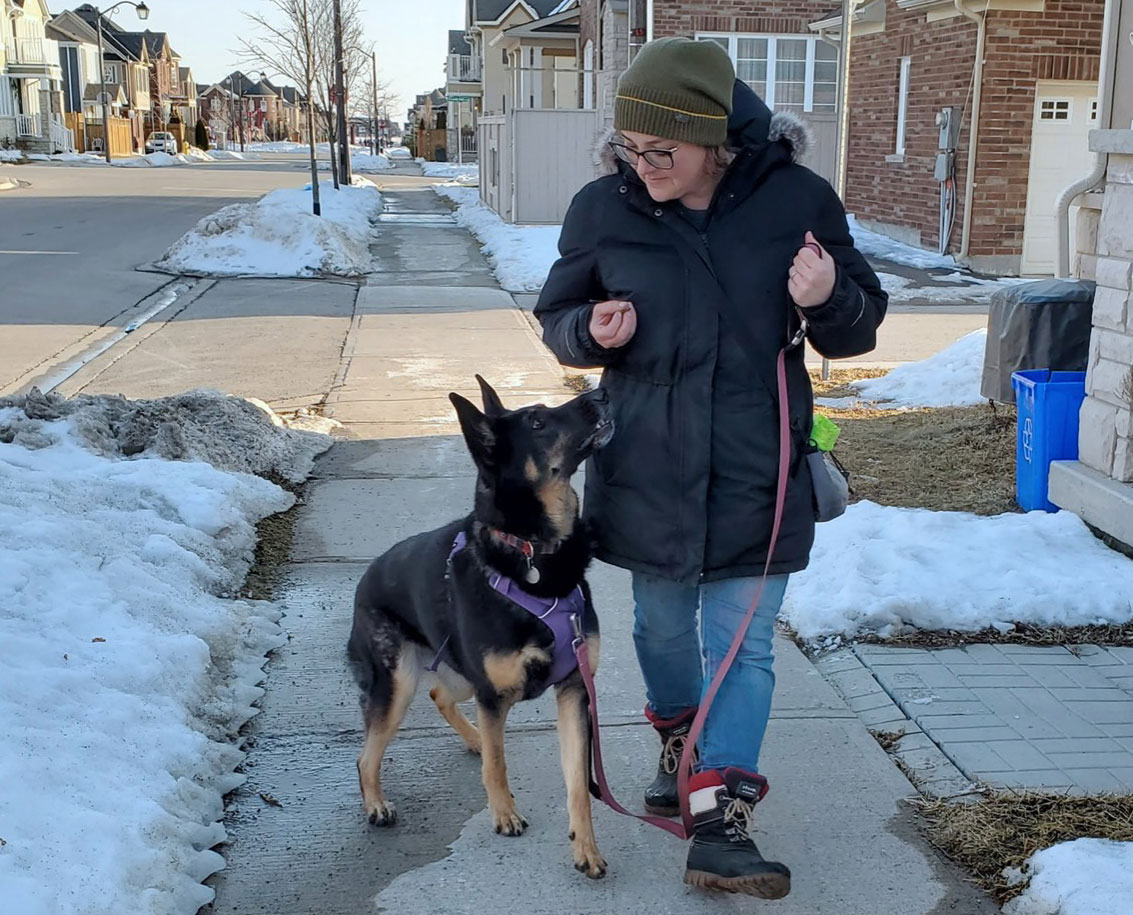 Walking a leash reactive dog