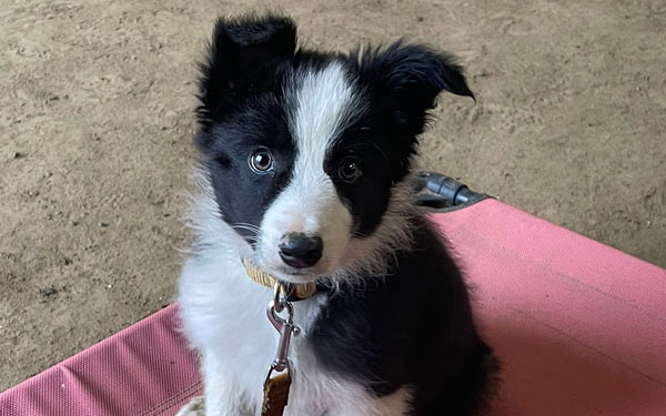Puppy in puppy class