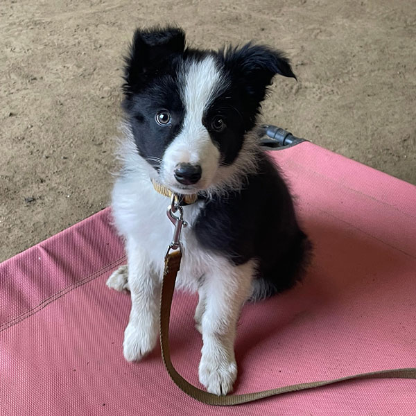 Puppy in puppy class