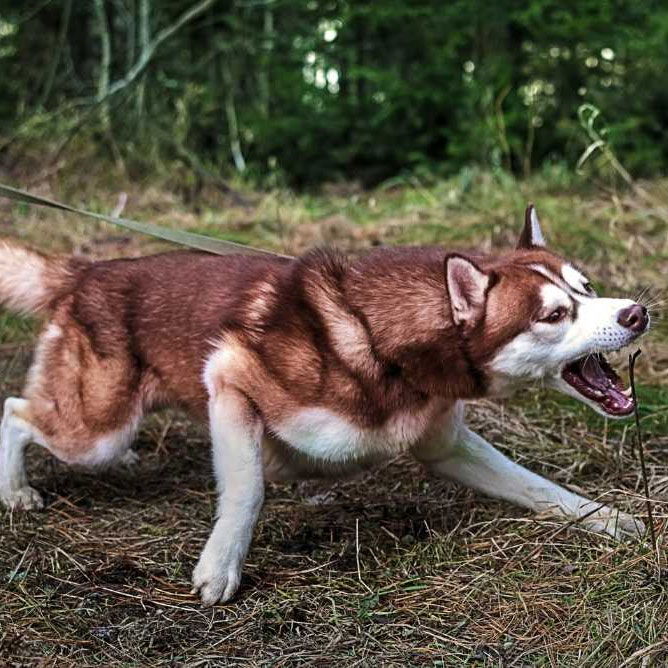 reactive dog barking